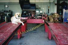 Our Dogs love to watch over your repairs and service from Katy Auto.